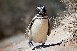 Magellanic penguin, Valdes Peninsula, e