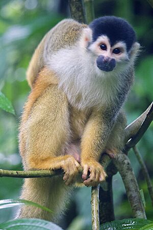 Male Central American Squirrel Monkey
