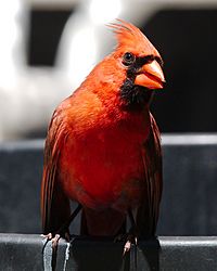 Male Northern Cardinal - Manhasset, NY 04