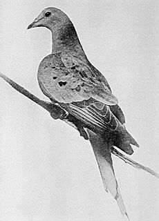 Martha last passenger pigeon 1914