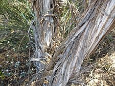 Melaleuca hamata (bark)