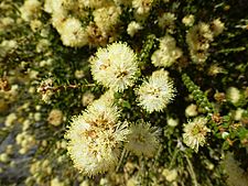 Melaleuca huttensis (flowers)