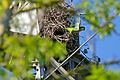 Monk Parakeet (Myiopsitta monachus) leaving its nest ... (26562945892)