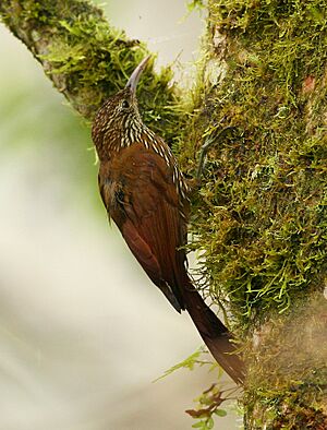 Montane Woodcreeper