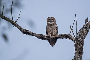 Mottled Wood-owl