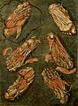 Muscles of the sole of the foot. Colour mezzotint by A. E. G Wellcome V0007806