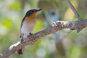 Myiagra ruficollis - Broad-billed Flycatcher.jpg