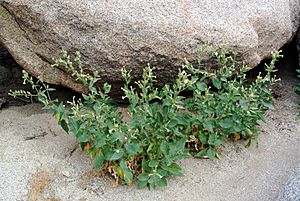 Nicotiana obtusifolia Anza-Borrego