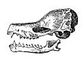 Nyctiellus lepidus skull