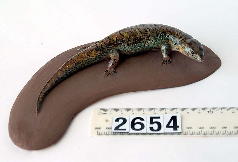 Oligosoma alani LH2654