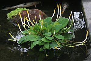 Orontium aquaticum 1 - Buffalo Botanical Gardens