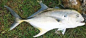 Pacific crevalle jack Mexico