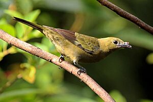 Palm tanager Facts for Kids