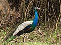 Peacock At Bandipur National park