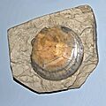 Pectinidae - Amusium cristatum