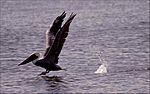 Pelican taking off Vero Beach