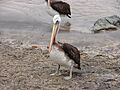 Peruvian pelican in Pan de Azucar National Park in Chile September 2009