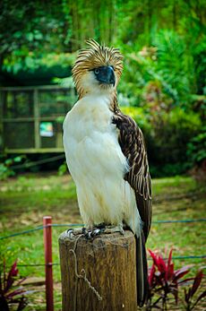 Philippine eagle 2