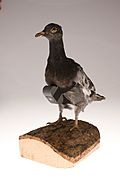 Pigeon Camera - Flickr - The Central Intelligence Agency
