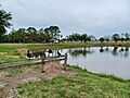 Pine Manor, Florida 3