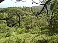 Pinus devoniana forest2.jpg