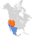 Pipilo chlorurus map