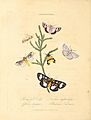 Plate 36 Natural history of the insects of New Holland, New Zealand, New Guinea, Otaheite, and other islands in the Indian, Southern, and Pacific oceans