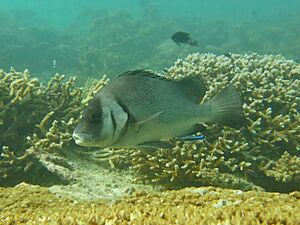 Plectorhinchus gibbosus Landaagiraavaru.JPG