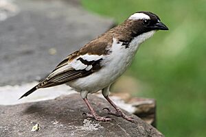 Plocepasser mahali -Baringo Lake, Kenya -male-8.jpg