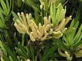 Podocarpus macrophyllus flower
