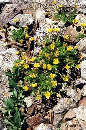 Potentilla robbinsiana 02
