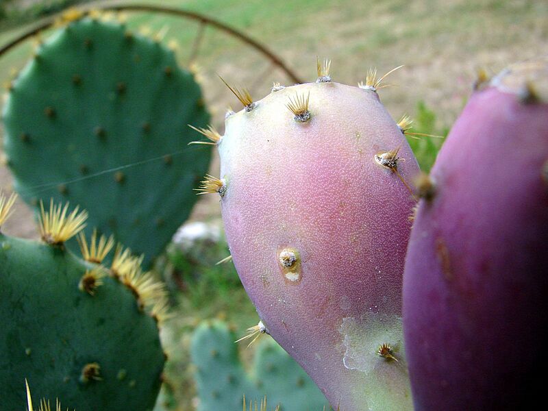 PricklyPearClose