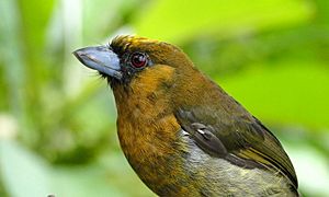 Prong-billed Barbet.jpg