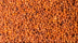 Ragi (Eleusine coracana) BNC (cropped).png