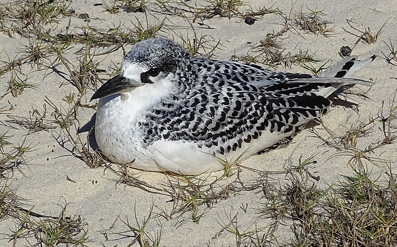 Red-tailed tropic Bird (young)