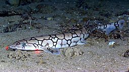 Scyliorhinus retifer okeanos