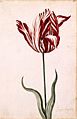 Semper Augustus Tulip 17th century