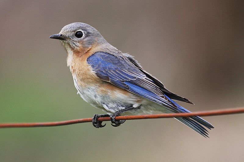 Sialia sialis -Michigan, USA -female-8