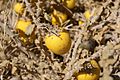 Solanum incanum 001