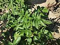 Solanum tuberosum Kuhbauch (02).jpg