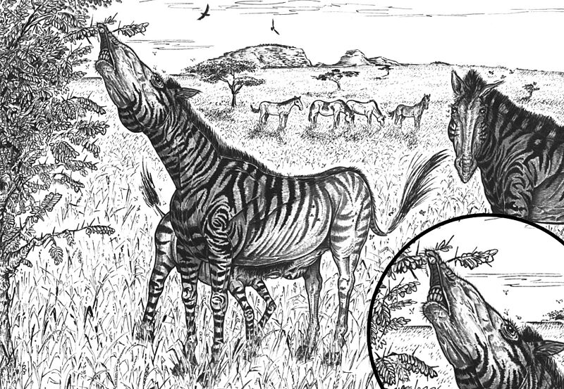 South American Pleistocene equids