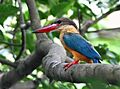 Stork-billed Kingfisher I IMG 7407