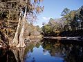 SuwanneeRiverStatePark