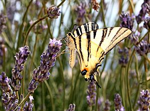 Swallowtail butterfly and lavender flowers
