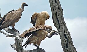 Tawny Eagle (Aquila rapax) and White-backed Vultures (Gyps africanus) (6001455023)