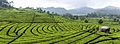 Tea plantation in Ciwidey, Bandung 2014-08-21