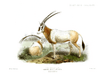 The book of antelopes (1894) Oryx leucoryx
