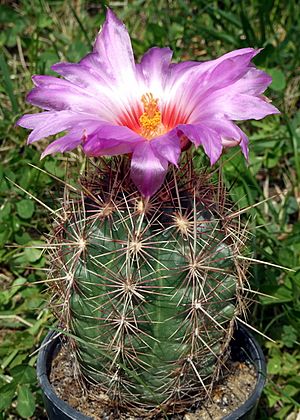 Thelocactus bicolor.jpg
