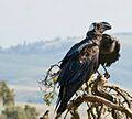 Thick-billed Raven Courtship, Simien Mountains, Ethiopia (2457853739)