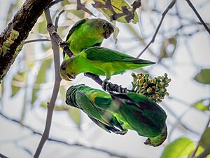Touit purpuratus - Sapphire-rumped Parrotlet; Manaus, Amazonas, Brazil.jpg